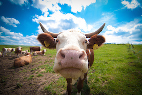 Good thing cows are curious